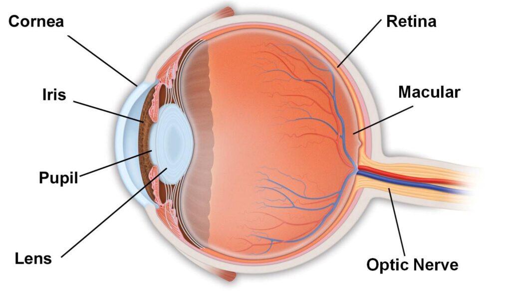 cornea of eye